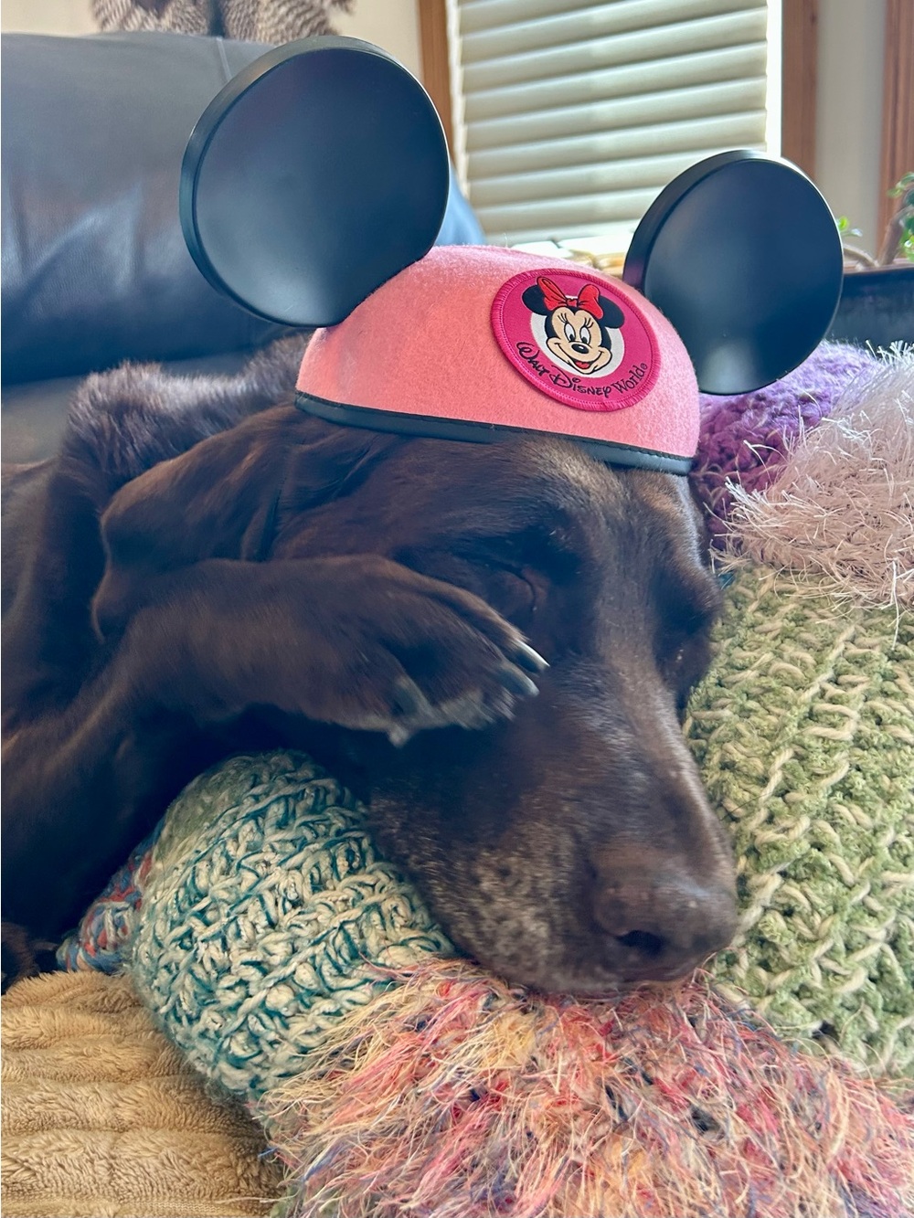 Disney Minnie Mouse Pink Ears. From Disney World (dog not included)